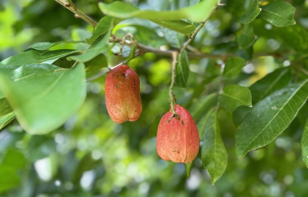 2 flowers on a tree in puerto rico