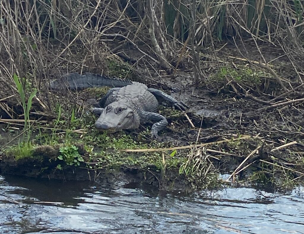 Alligator sitting in the brush on an airboat tour