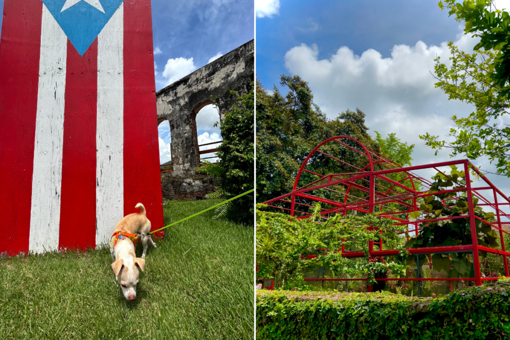 A split photo on the left is a god standing in front of a wood sign painted puerto rican flag. And on the right is a red structure inside the botanical garden